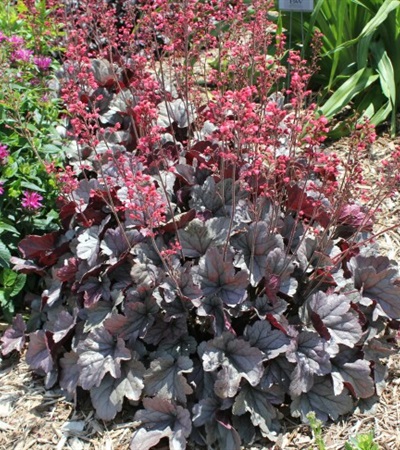 Coral Bells Dolce® Silver Gumdrop